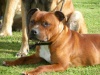 Staffordshire bull terrier Carnac10