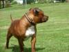 Staffordshire bull terrier Carnac11