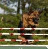 En entraînement, saut de la haie