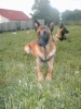 Berger belge Malinois Day_co10