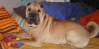 Shar Pei Dd10