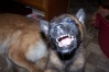 Berger belge Malinois Deesse11