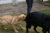 Marley et sa cousine Baika-types labradors