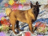 Berger belge Malinois Eden_510