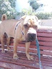 Shar Pei Image011