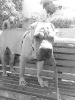 Shar Pei Image012