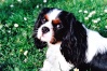 Cavalier King Charles Img_0018