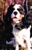 Cavalier King Charles Img_0028