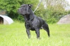 Staffordshire bull terrier Img_0811