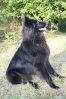 Candy Black du Pré de L'Aubois. 1er choix fille de .... Star du Pré de L'Aubois lice recommandée  et de Vigor de Condivicnum étalon recommandé.
Brevet d'obéissance