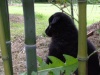 Chiot groenendael dans les bambous...