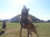 Berger belge Malinois Mes_bo10