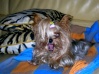 Yorkshire Terrier Mirca_10