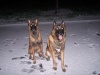 Berger belge Malinois Mon_pi10