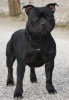 Staffordshire bull terrier Neosta10