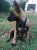 Berger belge Malinois Photo016