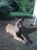 Berger belge Malinois Photo017