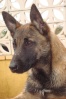 Berger belge Malinois Photo_42