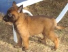 male malinois De Slaty