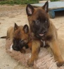 bb malinois De Slaty