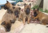 famille malinois De Slaty