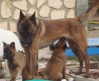 Dooley et ces bb malinois....