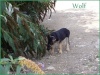 Wolf , ballade en foret