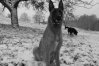 Berger belge Malinois Sl374910