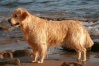 Golden retriever Statiq10