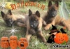 malinois De Slaty....