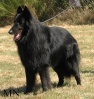 Vigor de Condivicnum étalon recommandé. 
1er excellent CACS Spéciales d'élevage du chien berger belge de St Brieuc et Nantes 2009.