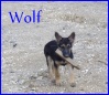 Mon ptit Wolf tout fier !!