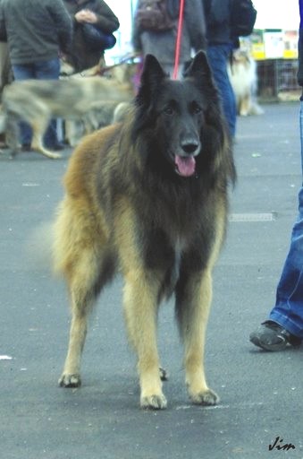 Vasco de la vallée de la charente