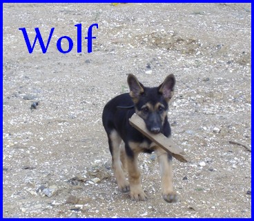 Wolf 3 mois !!