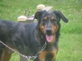 beauceron72