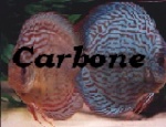 Carbone