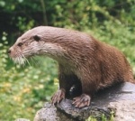 Loutre