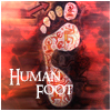 Human Foot