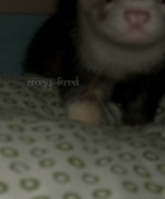 Crazy--Ferret