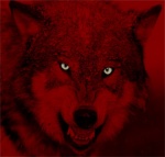 red wolf