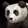 pandarthn