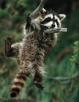 Racoon