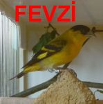 Fevzi