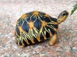 tortue1968