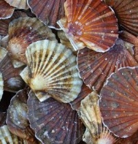 Coquillette