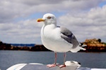 mouette