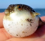 pufferfish