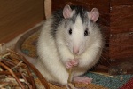 HamsterRatte