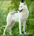 le loup blanc