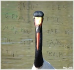 Jabiru / hisse les voiles